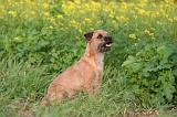BORDER TERRIER 151
